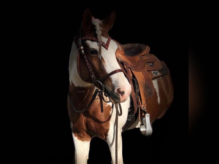 Lewitzer Castrone 20 Anni 143 cm Tobiano-tutti i colori in Werl