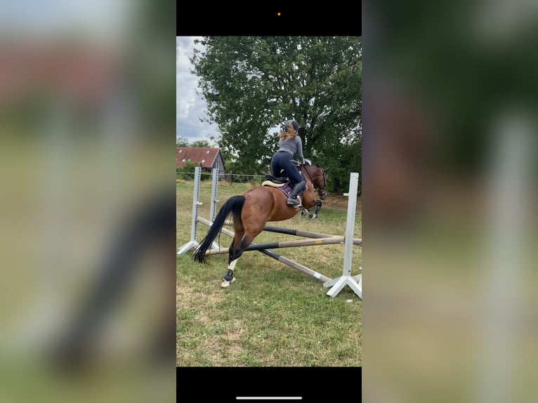 Lewitzer Castrone 20 Anni 145 cm Pezzato in Regenstauf