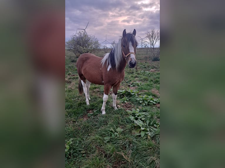 Lewitzer Castrone 2 Anni 142 cm Pezzato in Uckerland