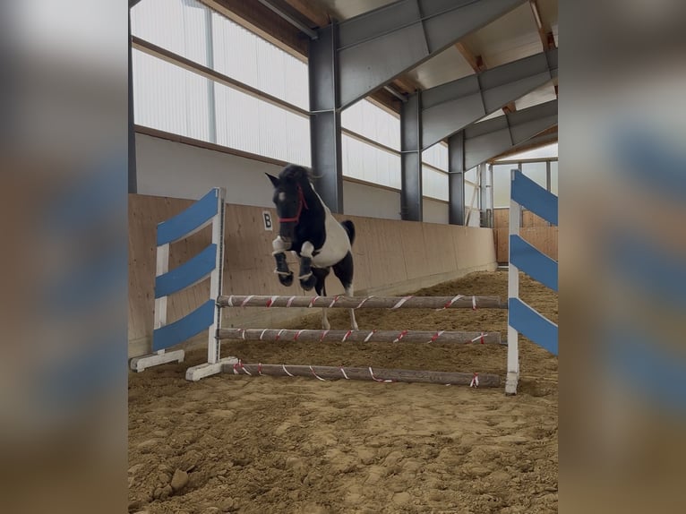 Lewitzer Mix Castrone 3 Anni 136 cm Pezzato in Westerheim
