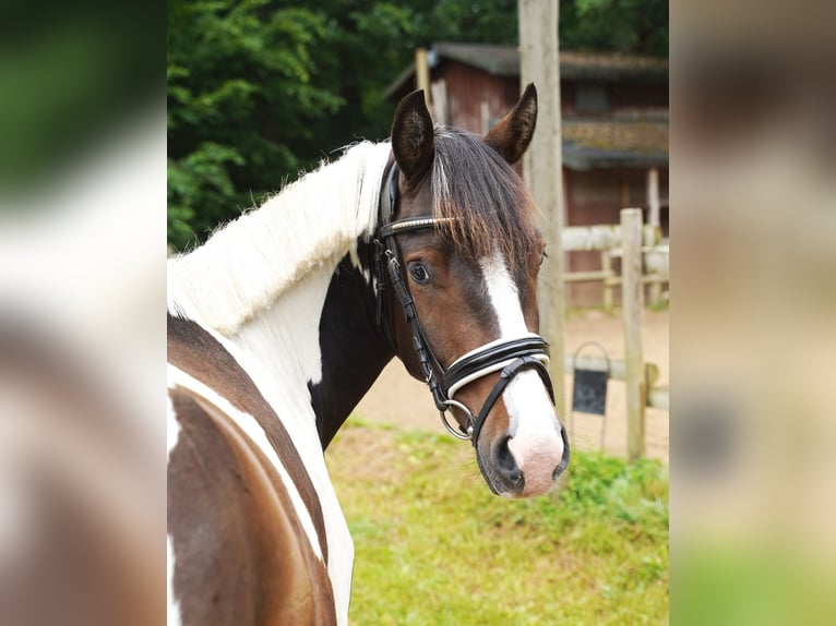 Lewitzer Mix Castrone 3 Anni 142 cm Pezzato in Jesteburg