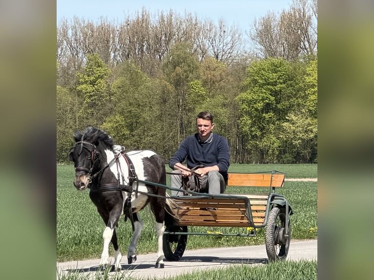 Lewitzer Mix Castrone 4 Anni 120 cm Pezzato in Riedlingen