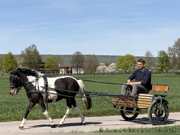 Lewitzer Mix Castrone 4 Anni 120 cm Pezzato in Riedlingen