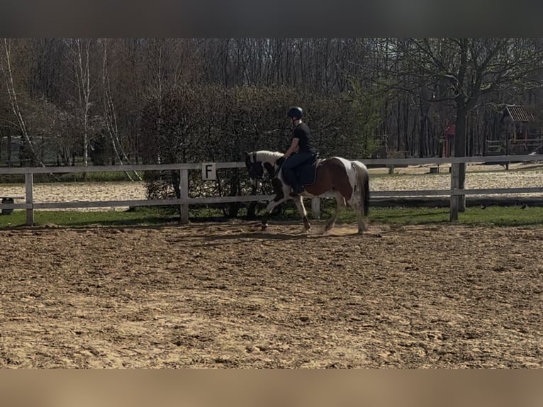 Lewitzer Castrone 4 Anni 130 cm Pezzato in Kirch Jesar