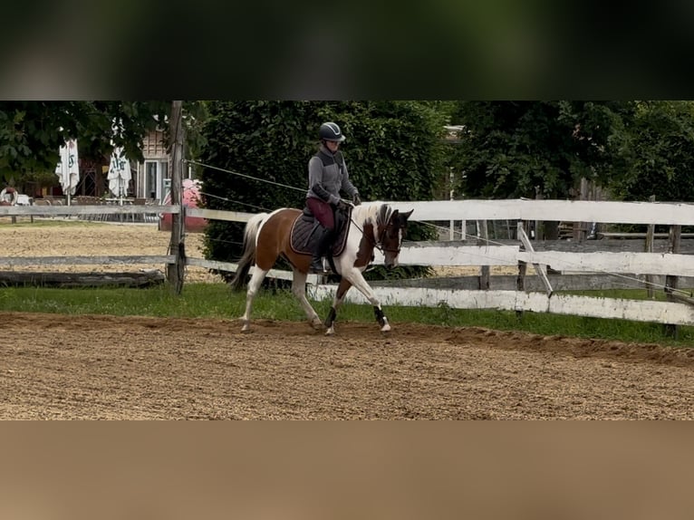 Lewitzer Castrone 4 Anni 130 cm Pezzato in Kirch Jesar