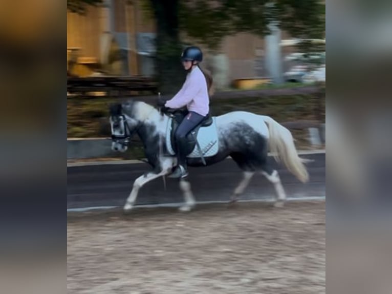 Lewitzer Mix Castrone 4 Anni 140 cm Pezzato in Tutzing