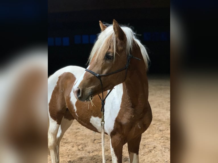 Lewitzer Castrone 4 Anni 146 cm Pezzato in Nordhausen