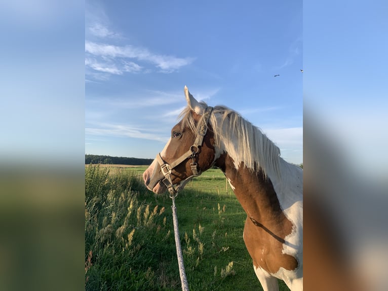 Lewitzer Mix Castrone 4 Anni 150 cm Pezzato in Rostock