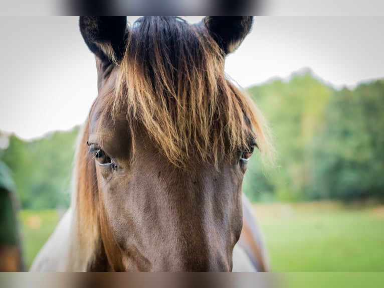 Lewitzer Mix Castrone 4 Anni 150 cm Tobiano-tutti i colori in Senftenberg