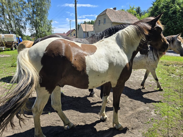 Lewitzer Mix Castrone 4 Anni 150 cm Tobiano-tutti i colori in Senftenberg