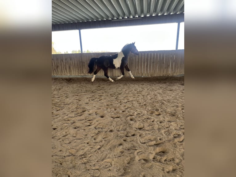 Lewitzer Castrone 4 Anni 152 cm Pezzato in Neulingen