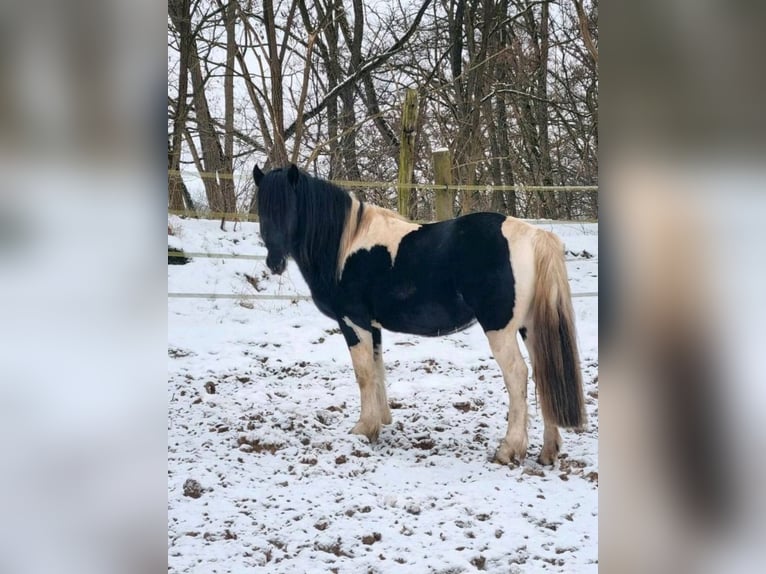 Lewitzer Mix Castrone 5 Anni 144 cm Pezzato in Bergen