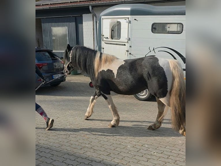 Lewitzer Mix Castrone 5 Anni 144 cm Pezzato in Bergen