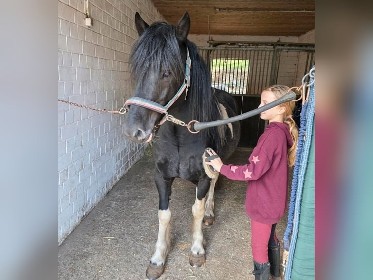 Lewitzer Mix Castrone 5 Anni 144 cm Pezzato in Bergen