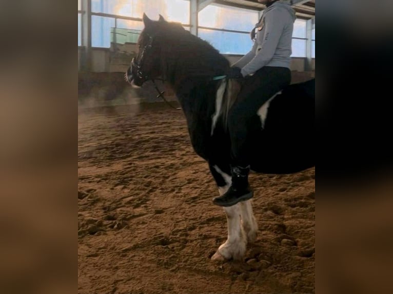 Lewitzer Mix Castrone 5 Anni 144 cm Pezzato in Bergen