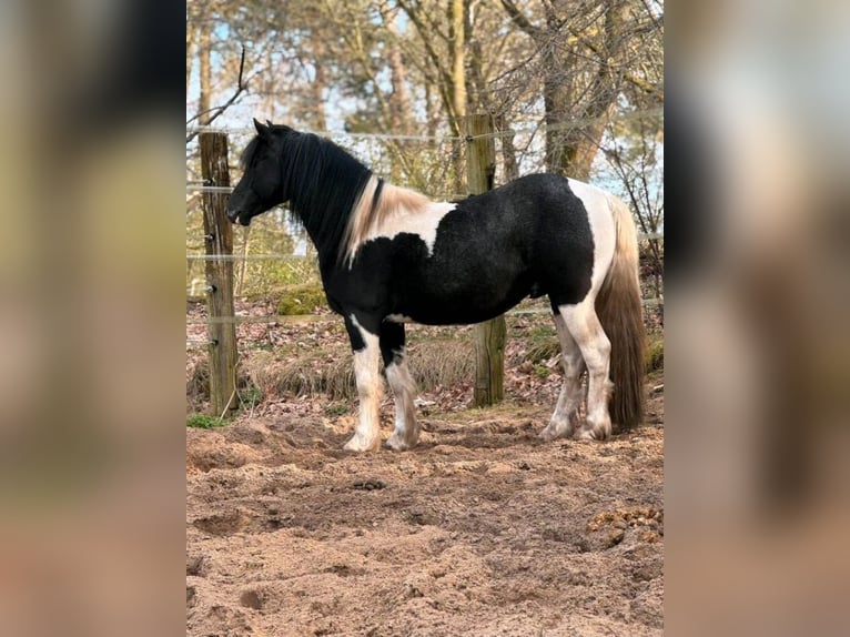 Lewitzer Mix Castrone 5 Anni 144 cm Pezzato in Bergen