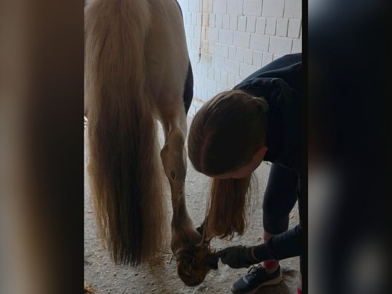 Lewitzer Mix Castrone 5 Anni 144 cm Pezzato in Bergen