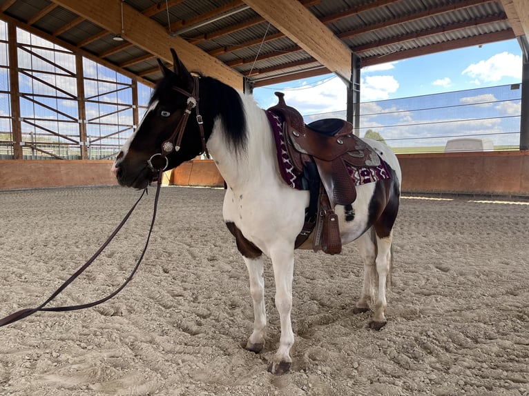 Lewitzer Mix Castrone 7 Anni 135 cm Pezzato in NidderauNidderau