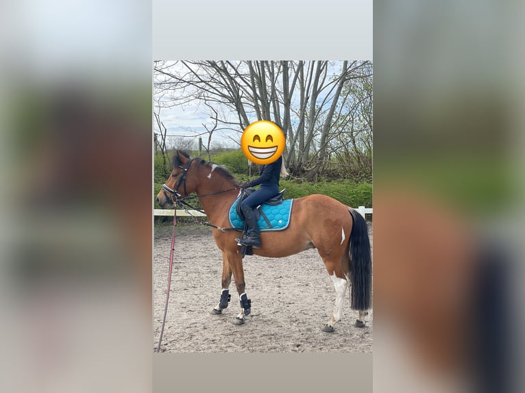 Lewitzer Castrone 7 Anni 136 cm Pezzato in Kiel