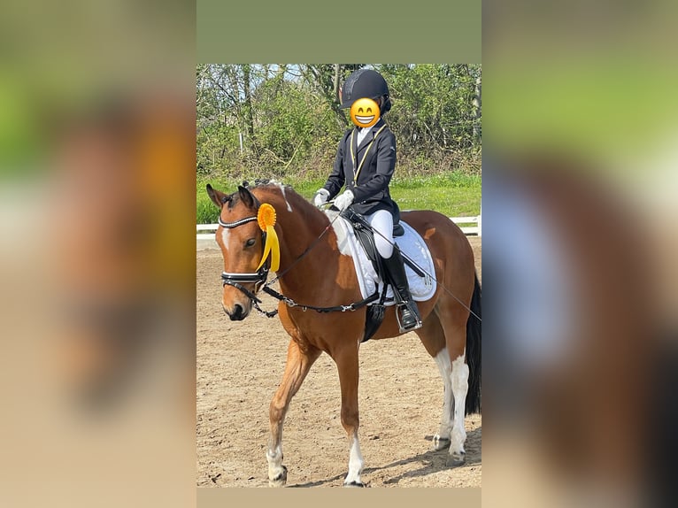 Lewitzer Castrone 7 Anni 136 cm Pezzato in Kiel
