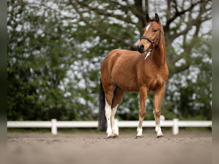 Lewitzer Castrone 7 Anni 136 cm Pezzato in Kiel