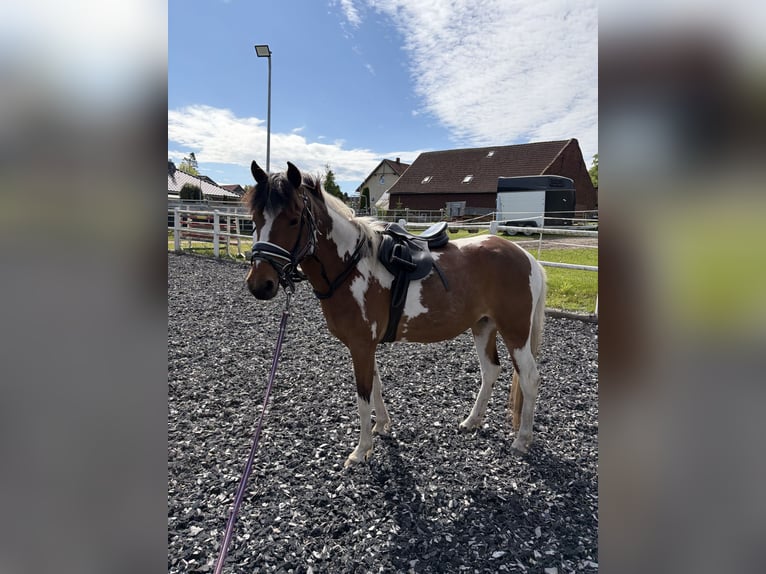 Lewitzer Castrone 7 Anni 142 cm Pezzato in Groß Twülpstedt
