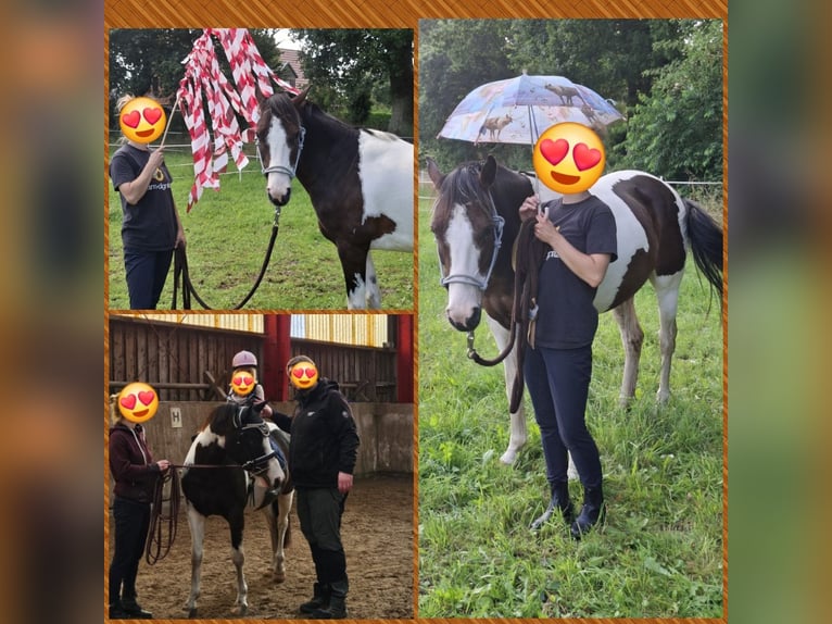 Lewitzer Castrone 7 Anni 145 cm Pezzato in Fockbek