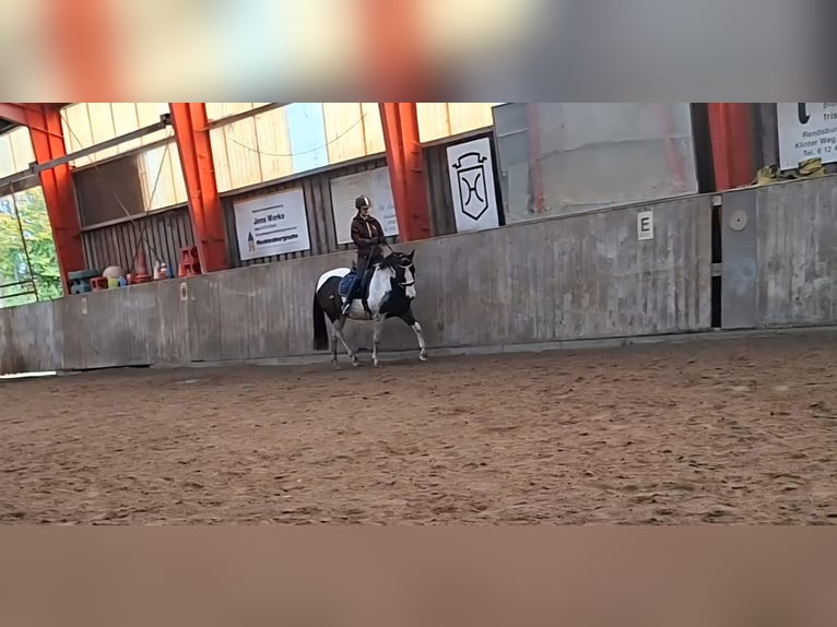 Lewitzer Castrone 7 Anni 145 cm Pezzato in Fockbek