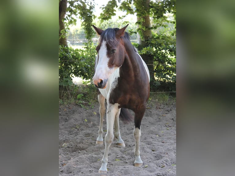 Lewitzer Castrone 8 Anni 145 cm Pezzato in Fockbek