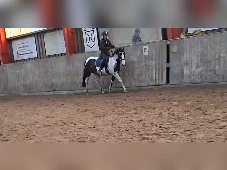 Lewitzer Castrone 8 Anni 145 cm Pezzato in Fockbek