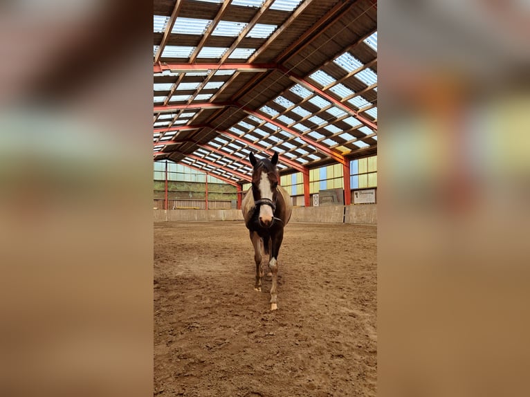 Lewitzer Castrone 8 Anni 145 cm Pezzato in Fockbek