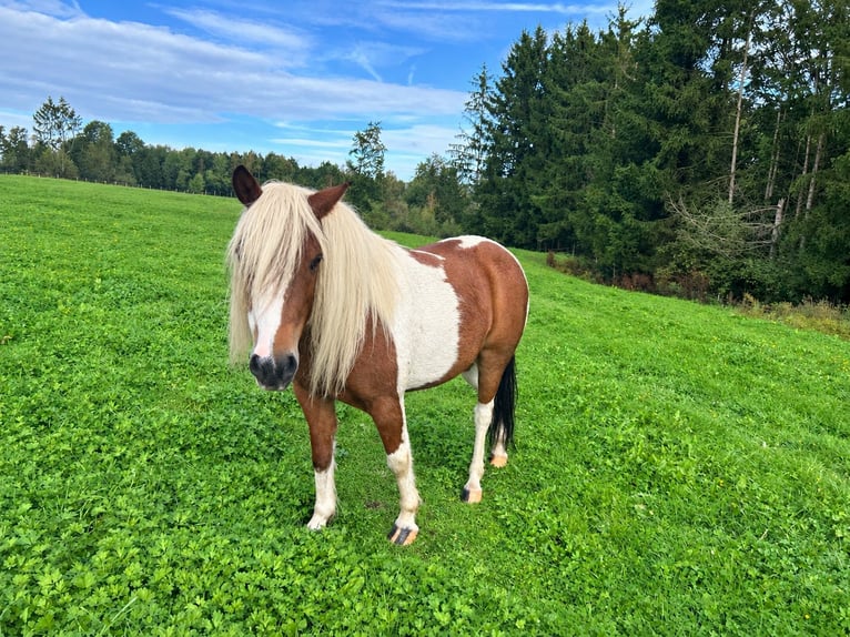 Lewitzer Mix Castrone 9 Anni 125 cm Pezzato in Wissen
