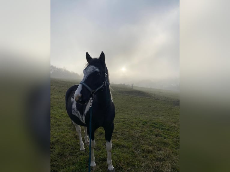 Lewitzer Castrone 9 Anni 138 cm in Neuhaus am Rennweg