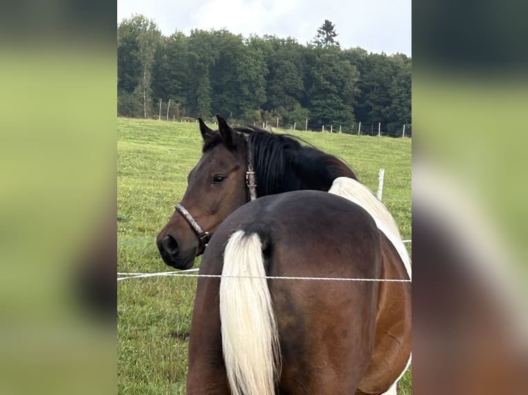 Lewitzer Castrone 9 Anni 149 cm Pezzato in Siegen