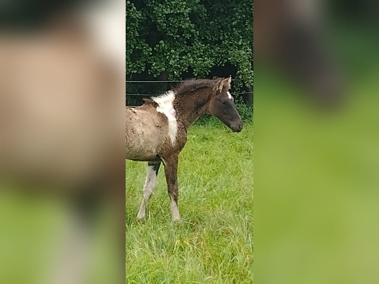 Lewitzer Étalon 1 Année 144 cm Tobiano-toutes couleurs in Reiskirchen