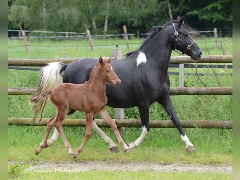 Lewitzer Étalon 1 Année 148 cm Alezan in Mörsdorf