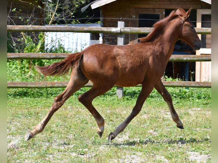 Lewitzer Étalon 1 Année 148 cm Alezan in Mörsdorf