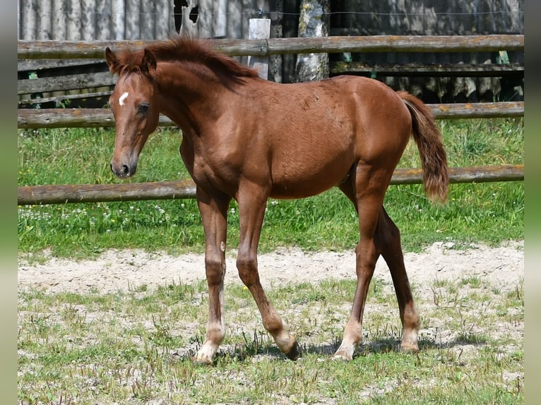 Lewitzer Étalon 1 Année 148 cm Alezan in Mörsdorf