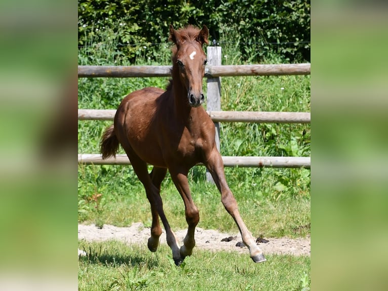 Lewitzer Étalon 1 Année 148 cm Alezan in Mörsdorf