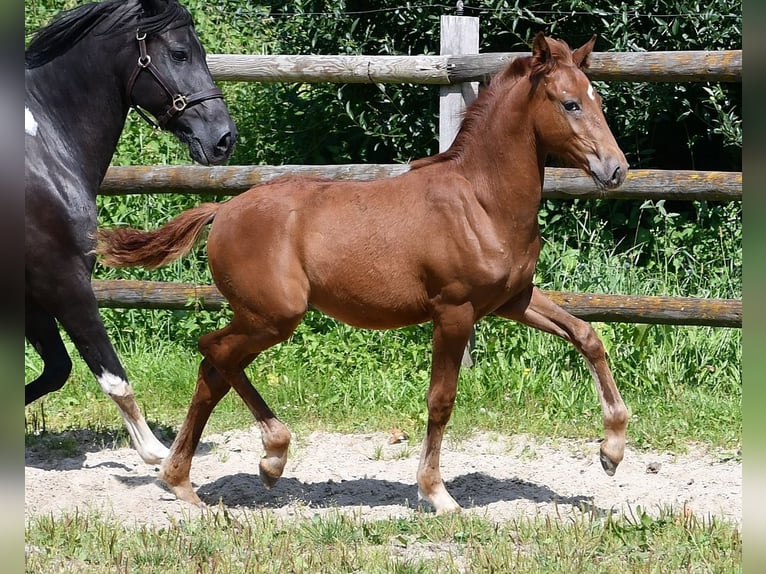 Lewitzer Étalon 1 Année 148 cm Alezan in Mörsdorf