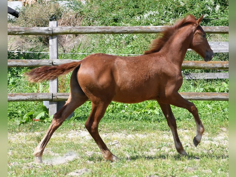 Lewitzer Étalon 1 Année 148 cm Alezan in Mörsdorf