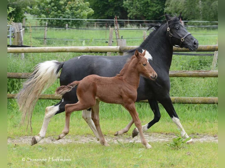 Lewitzer Étalon 1 Année 148 cm Alezan in Mörsdorf