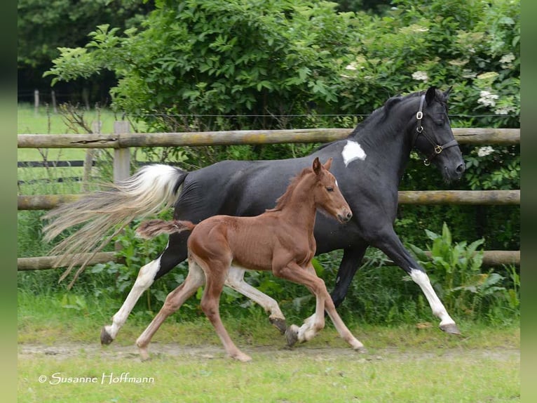 Lewitzer Étalon 1 Année 148 cm Alezan in Mörsdorf