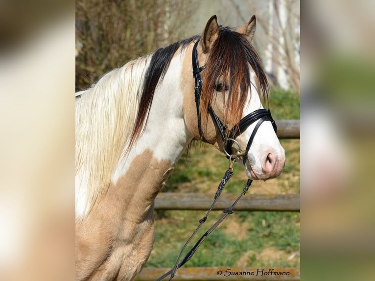 Lewitzer Étalon 1 Année 148 cm Alezan in Mörsdorf