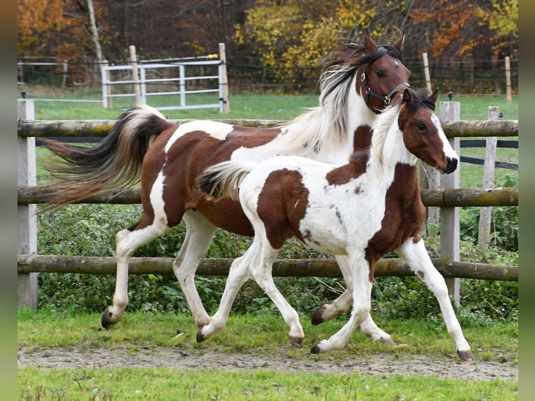 Lewitzer Étalon 1 Année 148 cm Tobiano-toutes couleurs in Mörsdorf