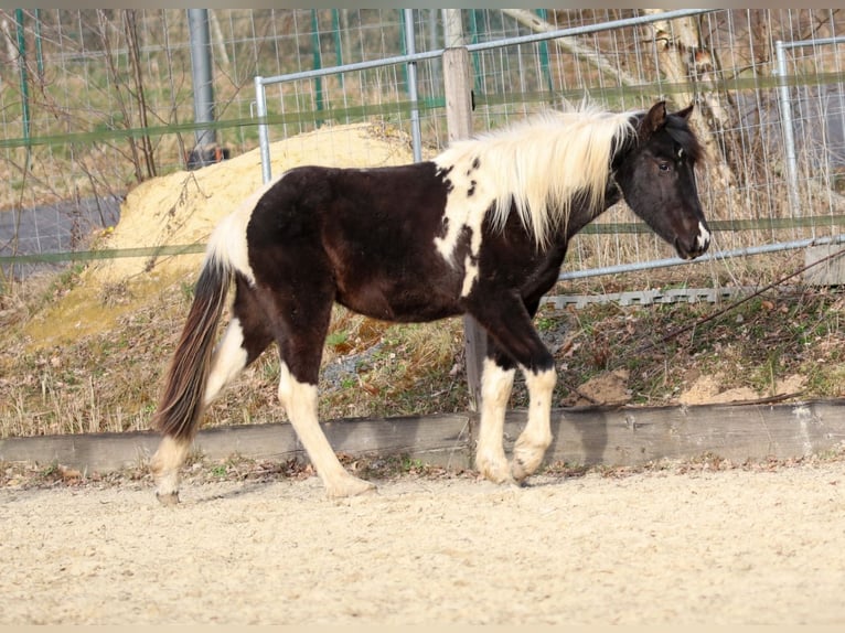 Lewitzer Étalon 2 Ans Pinto in Luckenbach