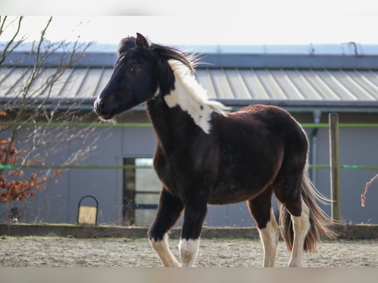 Lewitzer Étalon 2 Ans Pinto in Luckenbach