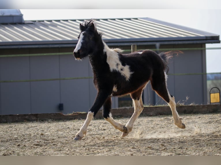 Lewitzer Étalon 2 Ans Pinto in Luckenbach