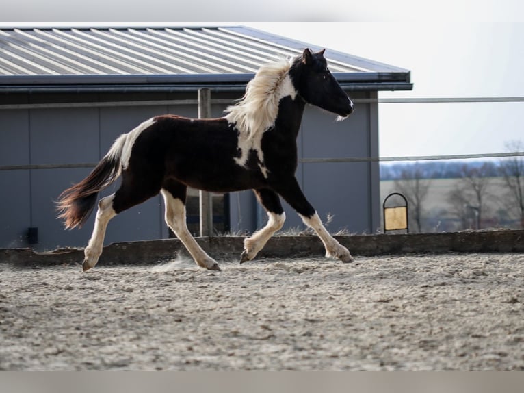 Lewitzer Étalon 2 Ans Pinto in Luckenbach