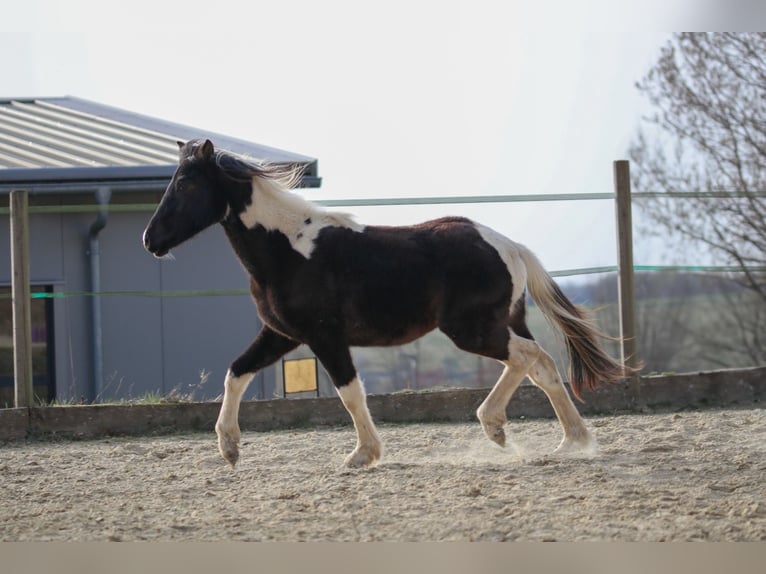 Lewitzer Étalon 2 Ans Pinto in Luckenbach